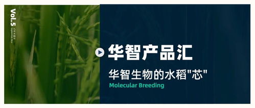 華智產品匯 技術先行，以生物技術驅動水稻育種創新
